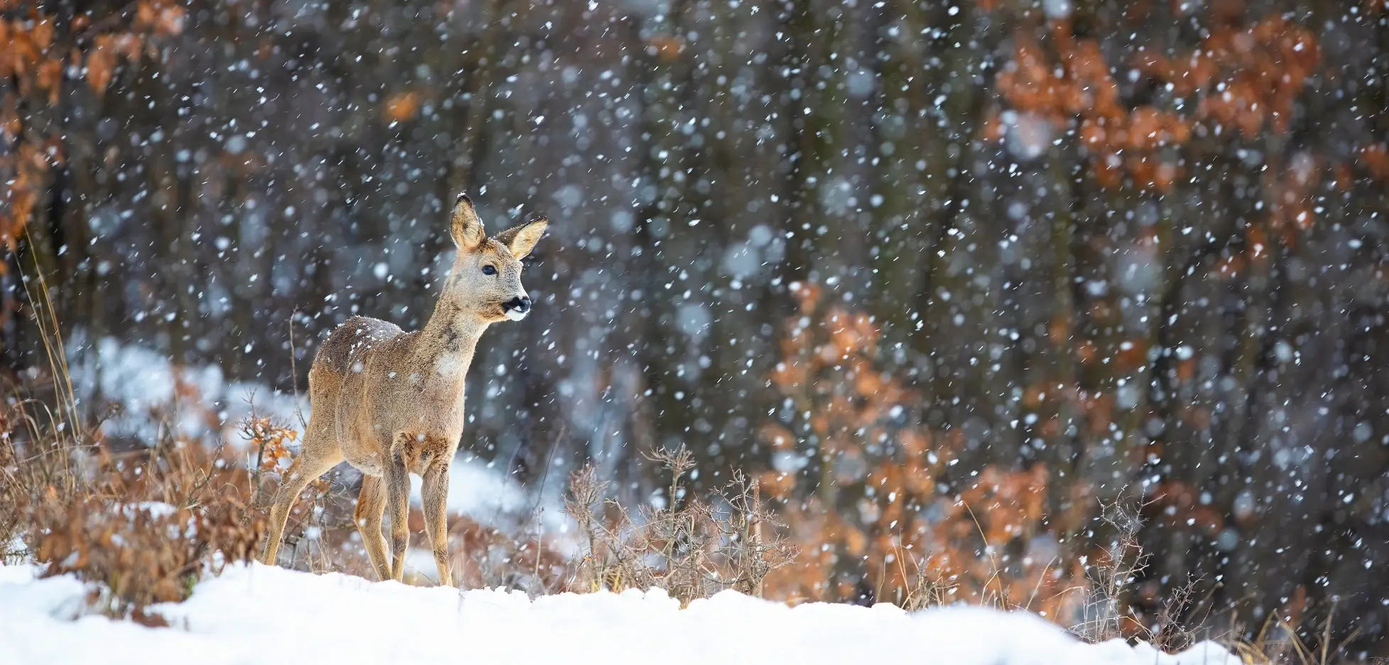 Rådyr i vinterlandskab